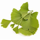 Ginkgo.jpg